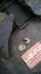 Sonorella allynsmithi