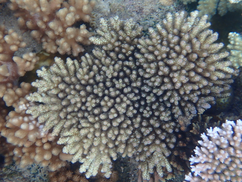 Acropora sarmentosa observed 2025-11-17
