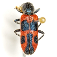 Trichodes oresterus