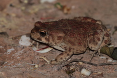Sclerophrys mauritanica