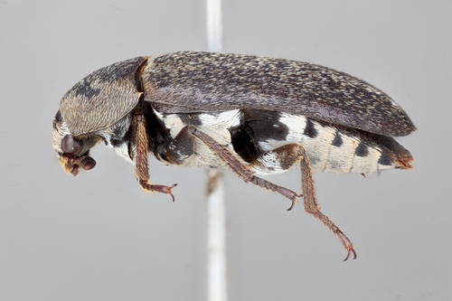 Dermestes maculatus observed 2025-04-29