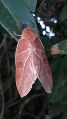 Leucanella viridescens