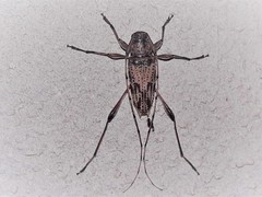 Urgleptes mixtus