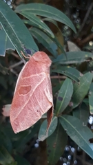 Leucanella viridescens