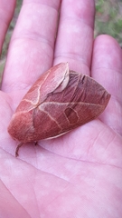 Leucanella viridescens