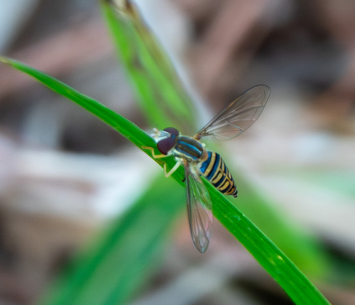 Unknown species found near Lakewood Estates, St. Petersburg, FL, USA