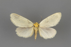 Chrysoecia thoracica