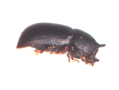 Cis okennoni