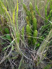 Phlegmariurus saururus