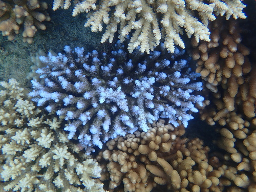 Acropora valida observed 2025-11-17