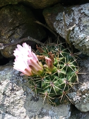 Gymnocalycium monvillei