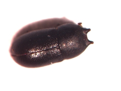 Cis okennoni