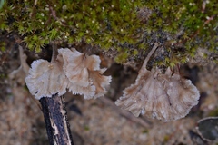 Cotylidia undulata