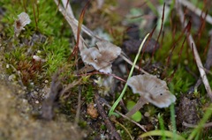 Cotylidia undulata