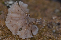 Cotylidia undulata