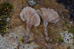 Cotylidia undulata