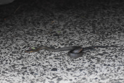 Golden-crowned Snake sighting