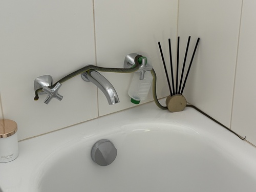 Common Tree Snake sighting