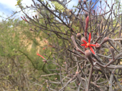 Psittacanthus sonorae