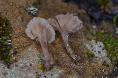 Cotylidia undulata