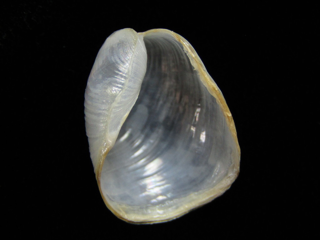 Philininae