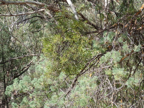 Callitris Mistletoe (Muellerina bidwillii)