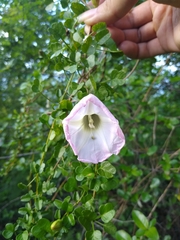 Ipomoea eggersii
