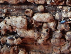 Cis okennoni