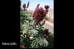 Melianthus