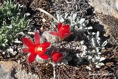 Aylostera atrovirens