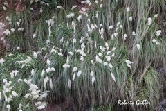 Cortaderia hieronymi
