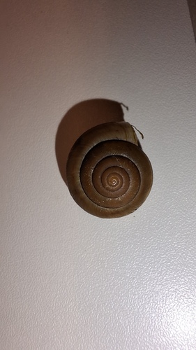 Portugala inchoata