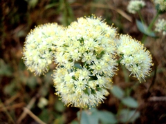 Hylotelephium maximum ruprechtii