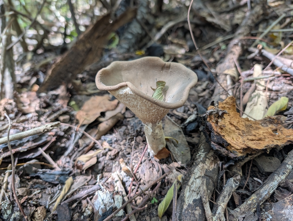 Pleurotus tuber-regium