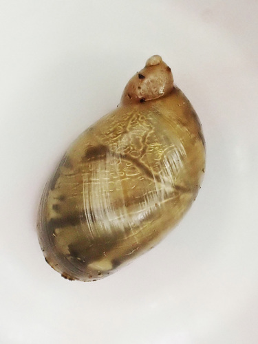 Novisuccinea ovalis observed 2020-01-05
