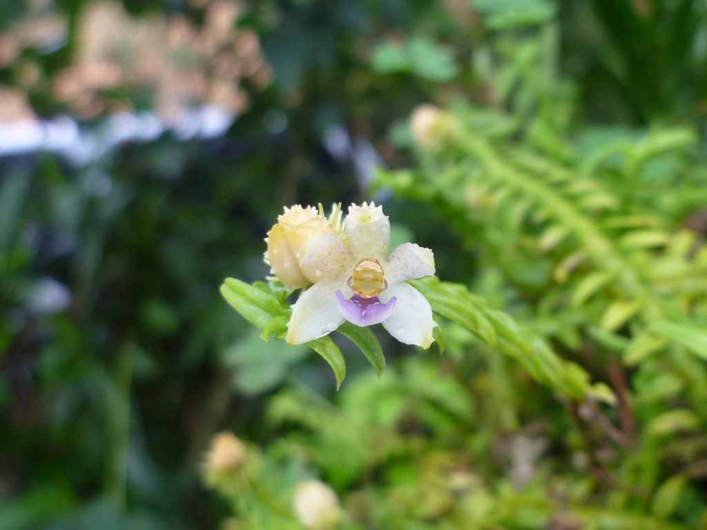 Dichaea trichocarpa
