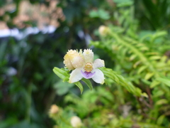 Dichaea trichocarpa image