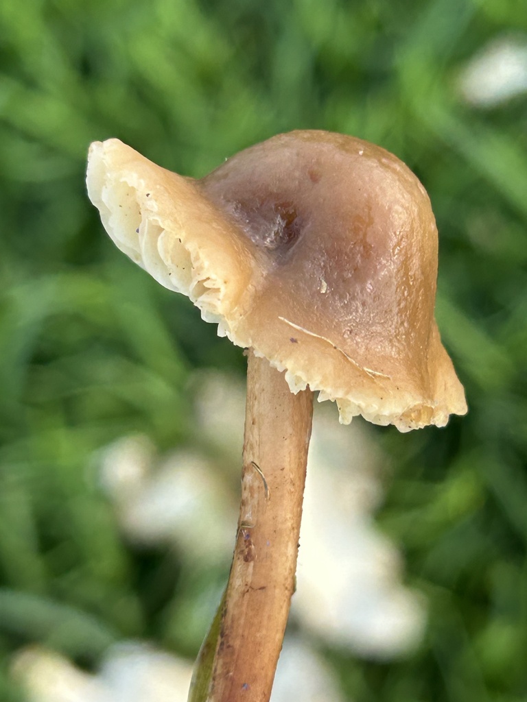 Marasmius oreades · November 2025 · photo: © aheyman1 (iNaturalist, cc-by-nc)