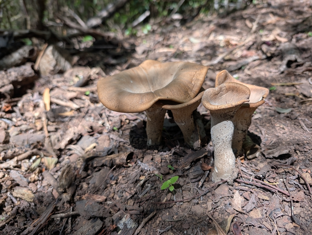 Pleurotus tuber-regium · November 2025 · photo: © scott893 (iNaturalist, cc-by)