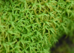 Vinealobryum