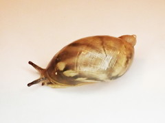Novisuccinea ovalis