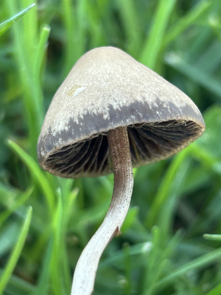 Panaeolus cinctulus · November 2025 · photo: © aheyman1 (iNaturalist, cc-by-nc)