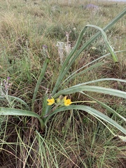 Hypoxis rigidula rigidula