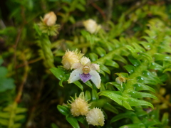 Image of Dichaea trichocarpa