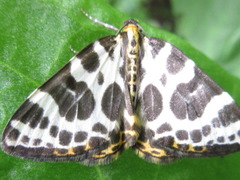 Gandaritis whitelyi