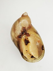 Novisuccinea ovalis