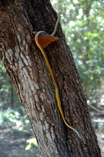Common Tree Snake sighting