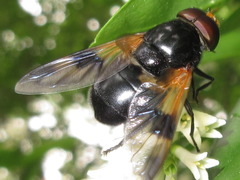 Volucella nigricans