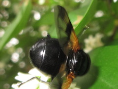 Volucella nigricans