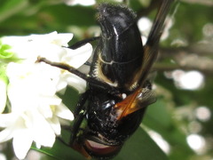 Volucella nigricans
